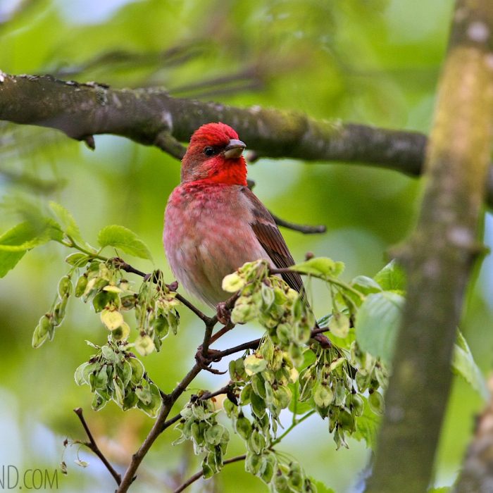 Rosefinch In The Białowieża Forest, By Michael Eick