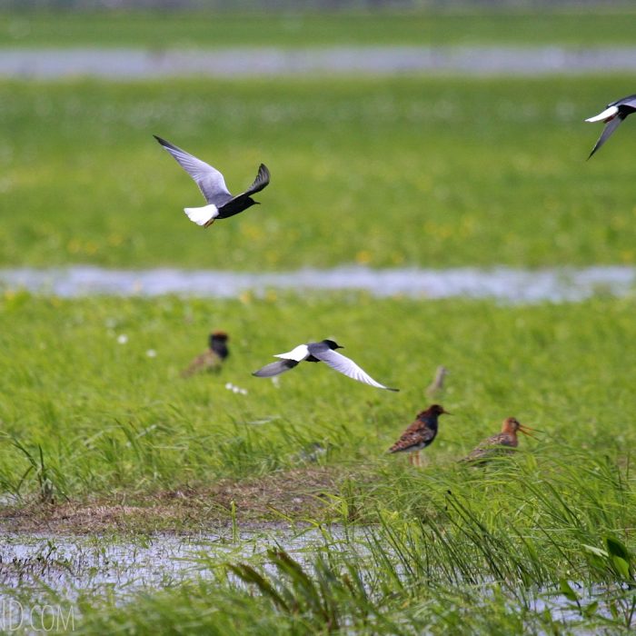 White-winged Terns, Ruffs And Black-tailed Godwit In The Biebrza River
