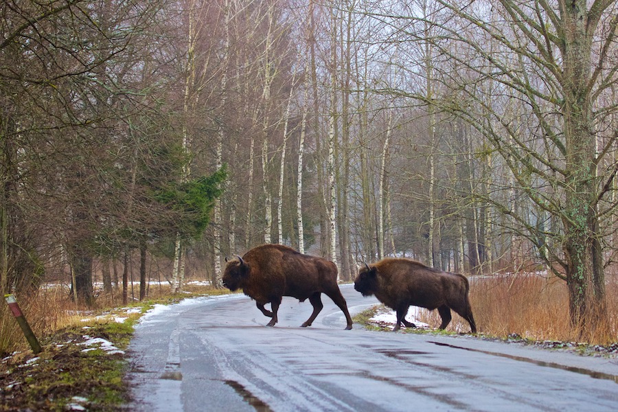 bison on the road bialowieza forest 01