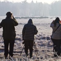 Watching Bison In The Białowieża Forest, Bison Safari With Wild Poland.