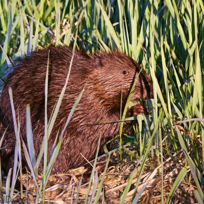 Beaver In The Biebrza Marshes, Seen On Our Boat Trip In May 2015