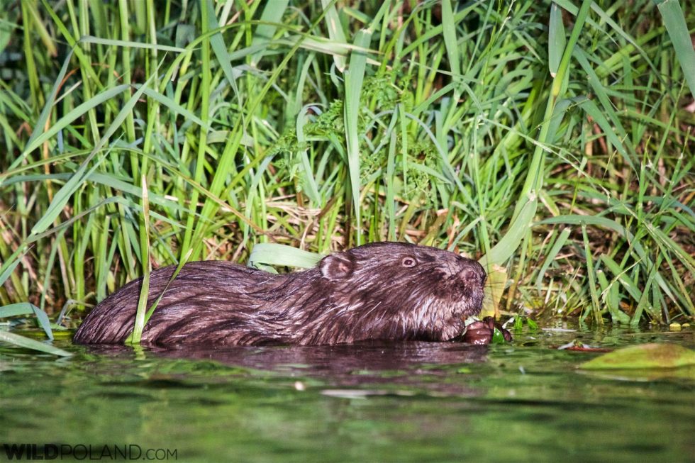 European Beaver In The Biebrza Marshes