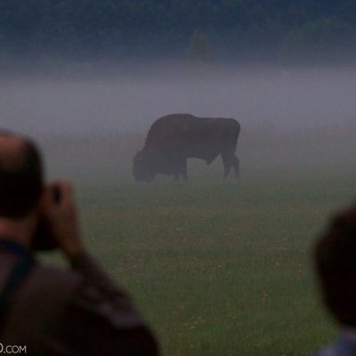 Photographing Bison At Dawn In The Białowieża Forest
