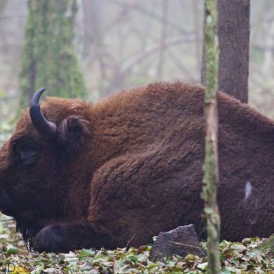 Bison Bull Having Rest In The Białowieża Forest At Dawn