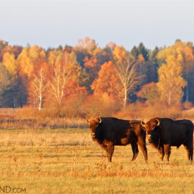 Bison In The Bialowieza Forest At Sunset