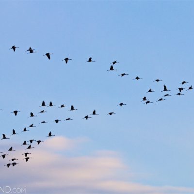 Cranes Flying In To Roost In The Marsh, Biebrza National Park