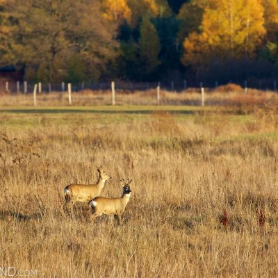 Roe Deer In The Białowieża Forest