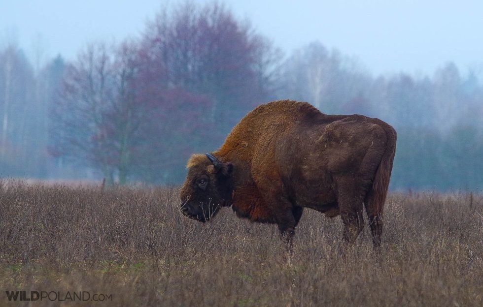Bison In The Białowieża Forest By Andrzej Petryna