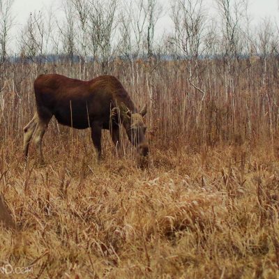 Elk (Moose) In The Biebrza Marshes By Andrzej Petryna