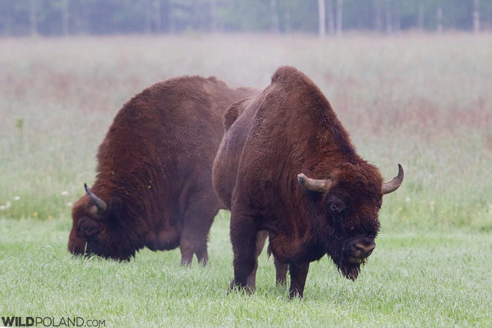 Bison In The Białowieża Forest