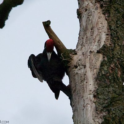 Black Woodpecker In The Białowieża Forest