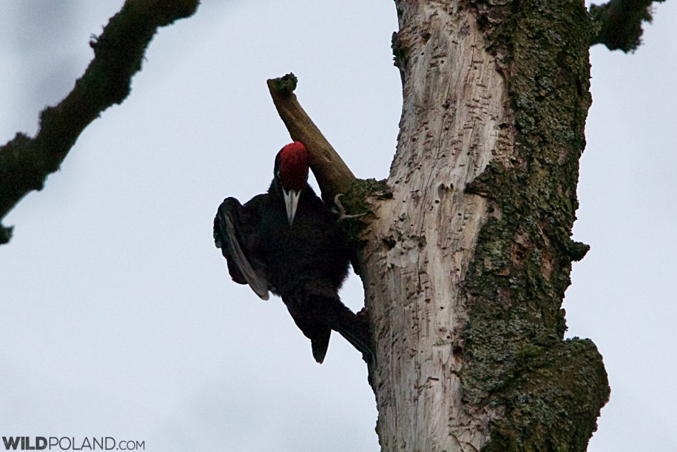 Black Woodpecker In The Białowieża Forest