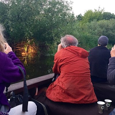 Beaver Watching In The Biebrza Marshes