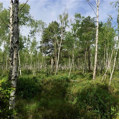 Bog Birch Forest In The Biebrza Marshes