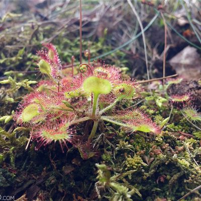Common Sundew In The Biebrza Marshes