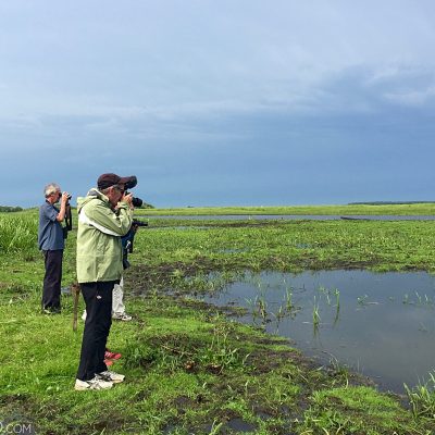 Toad Spotting In The Biebrza Marshes