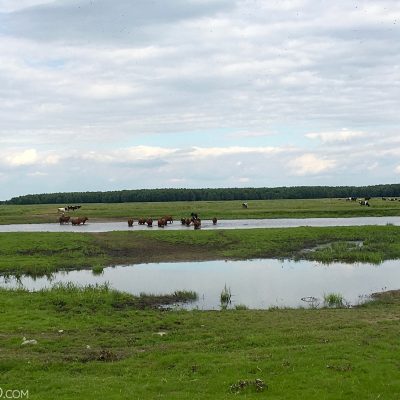 Happy Cows Of Brzostowo - Biebrza Marshes