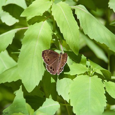 Woodland Brown In The Białowieża Forest