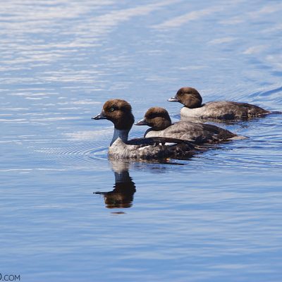 Goldeneye In The Białowieża Forest