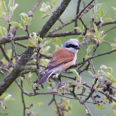 Red-backed Shrike In The Białowieża Forest