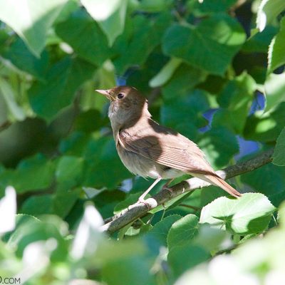 Thrush Nightingale In The Białowieża Forest