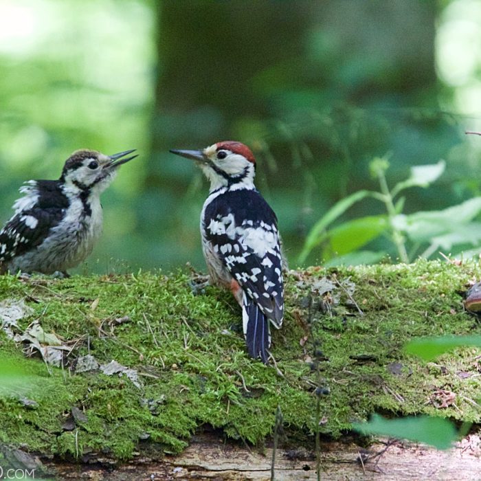 White-backed Woodpecker In The Białowieża Forest