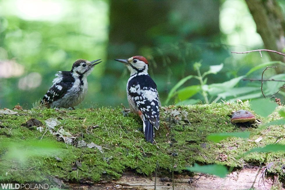 White-backed Woodpecker In The Białowieża Forest