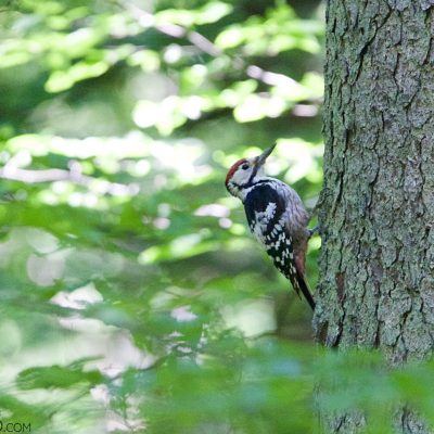 White-backed Woodpecker In The Strict Protection Area Of Białowieża National Park