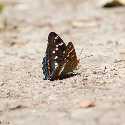 Poplar Admiral In The Białowieża Forest