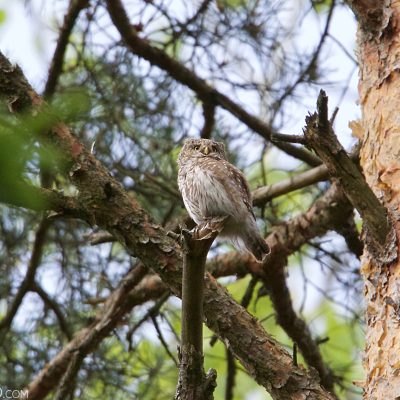 Pygmy Owl In The Białowieża Forest