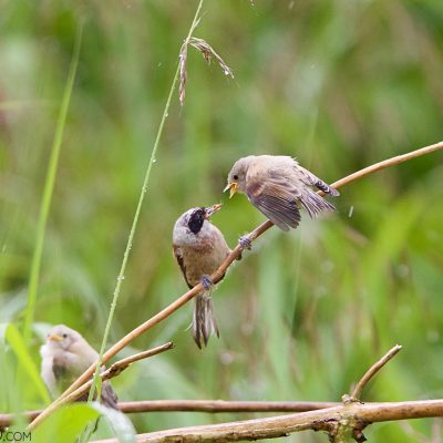 Penduline Tit In The Dojlidy Fishponds