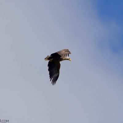 White-tailed Eagle In The Biebrza Marshes