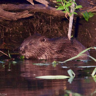 Beaver In The Biebrza Marshes