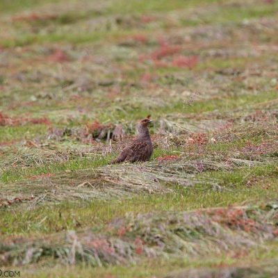 Grey Partridge In The Biebrza Marshes