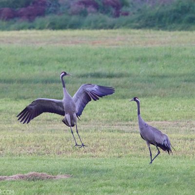Cranes In The Biebrza Marshes
