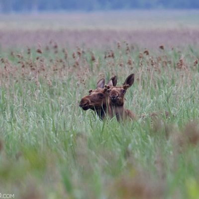 Elk (Moose) In The Biebrza Marshes