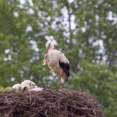 White Stork In The Biebrza Marshes