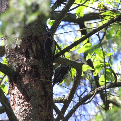 Three-toed Woodpecker In The Strict Protection Area Of Białowieża National Park