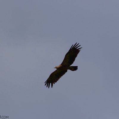 Lesser-spotted Eagle In The Białowieża Forest