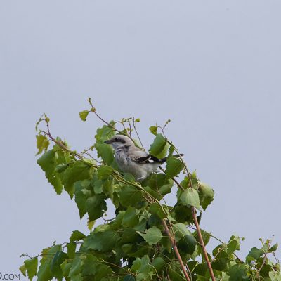 Great Grey Shrike In The Siemianówka Lake