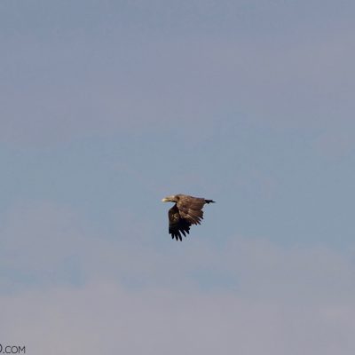 White-tailed Eagle In The Biebrza Marshes