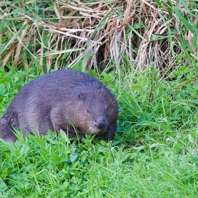 Beaver In The Biebrza Marshes