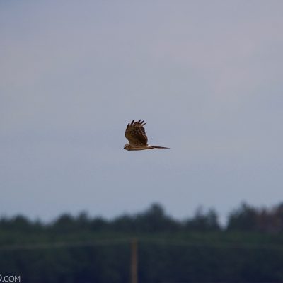 Montague's Harrier In The Biebrza Marshes