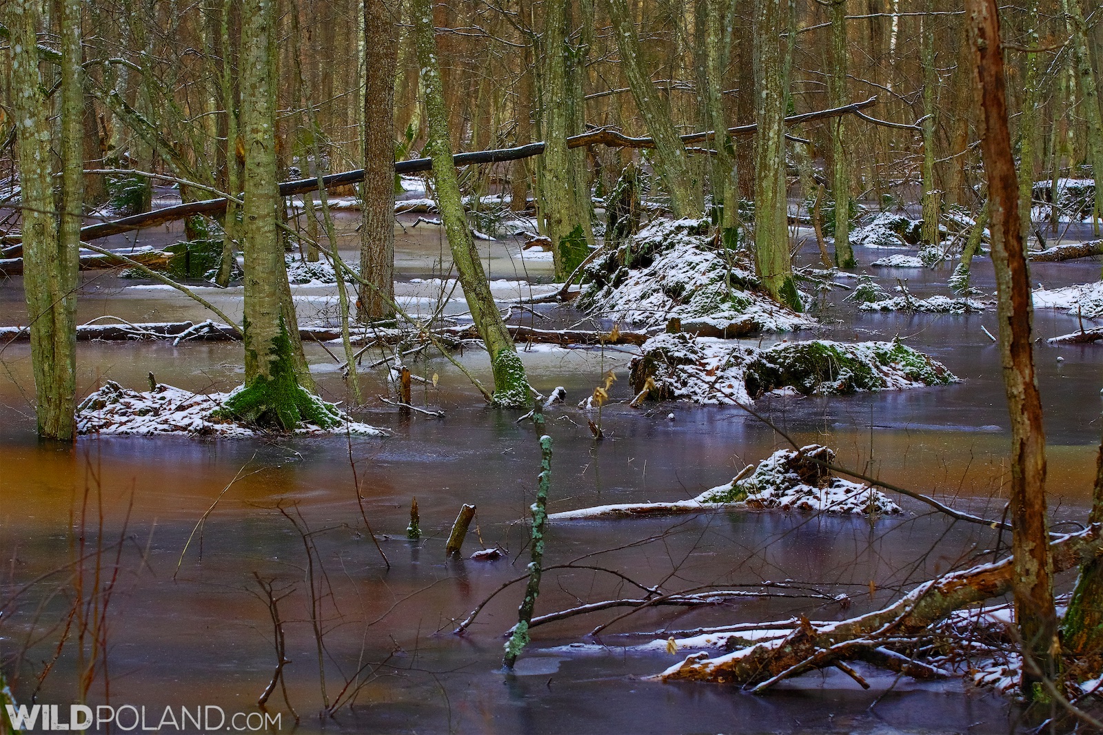 Białowieża Forest at the end of winter