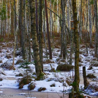 Białowieża Forest At The End Of Winter