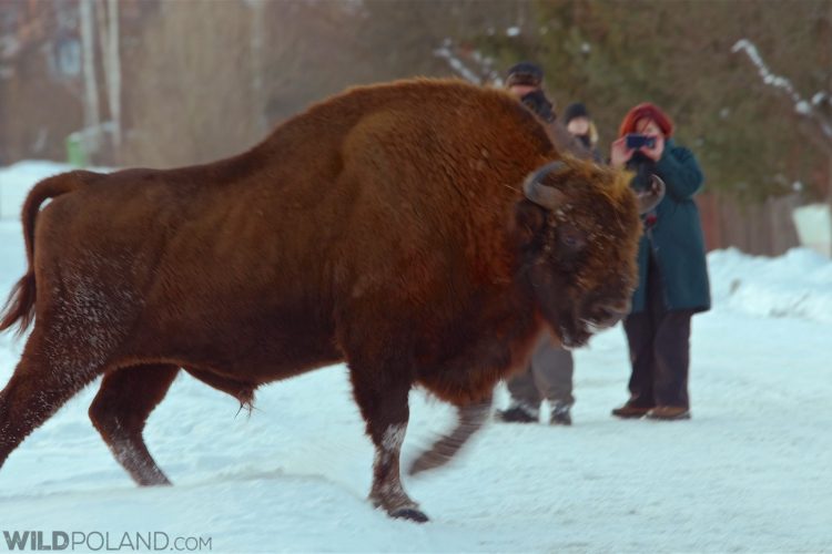 Photographing European Bison In The Białowieża Forest