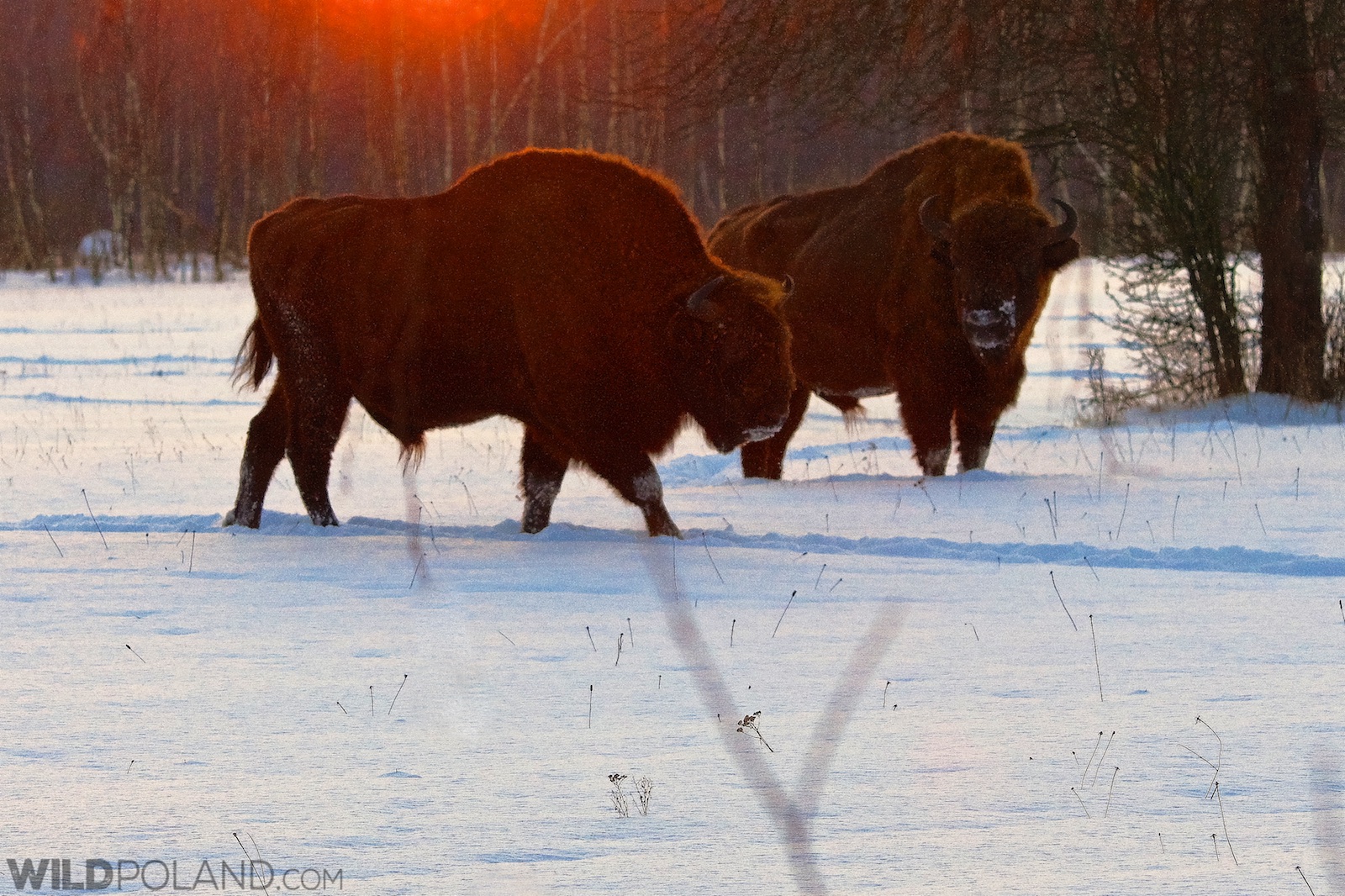 European Bison in the Białowieża Forest at dusk