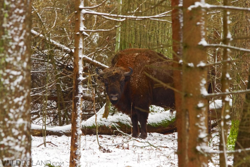 European Bison In The Białowieża Forest