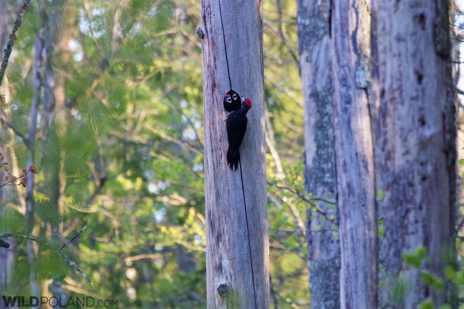 Black woodpecker in the Bialowieza Forest.