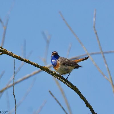 Bluethroat In The Biebrza Marshes
